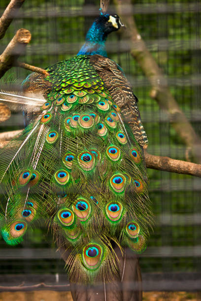 istock Close-up of a male peacock 1528361543