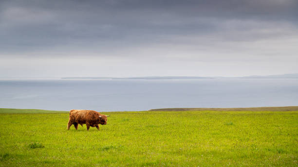 istock Lonely bull in Orkney, Scotland 1528377358