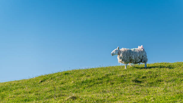 istock Lonely sheep on top of a hill 1528377485