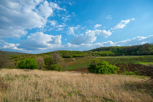 Line of Trees on a Hill with a blue sky background