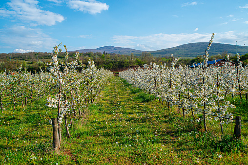 Image of a beautiful spring landscape in the south of Serbia. Suva planina mountain