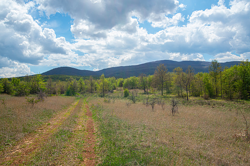 Field, meadow, trees and mountains in the distance. Walk in the country in Russia.