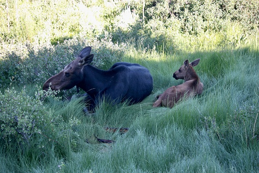 Moose mother and offspring get some shade in Grand Teton National Park