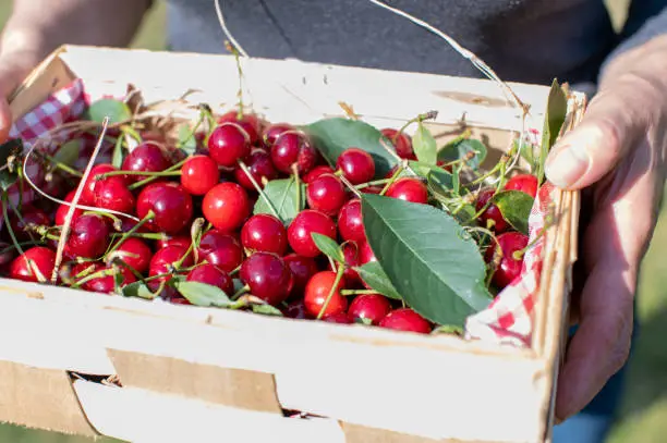 Fresh picked sour cherries in a wooden basket or box holding by womans hands outside in the garden. Front view