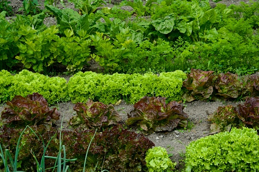 Summer vegetable garden with salad