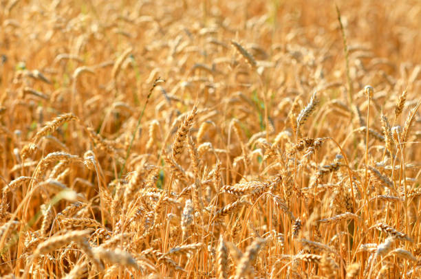istock Ears of corn in the cornfield 1528431710
