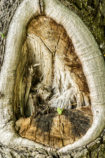 A hollow inside the bark of a large tree. Close up.