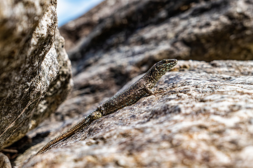 Close-up of a lizard on a rock