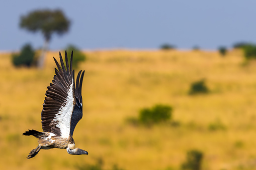 African White Backed Vulture flying in Wildlife
