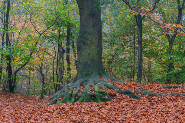 istock Exposed roots of an old beech tree, Veluwe, the Netherlands 1528501101