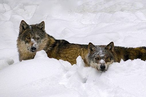 wolves  playing inside the snow at natural bayerischer wald - Germany