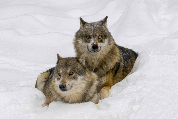 wolves  playing inside the snow at natural bayerischer wald - Germany