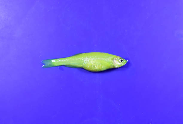 Green zebra danio fish died due to swollen abdomen. Small aquarium fish dead. Green zebra danio fish died due to swollen abdomen. Small aquarium fish dead. Animal abuse. danio stock pictures, royalty-free photos & images