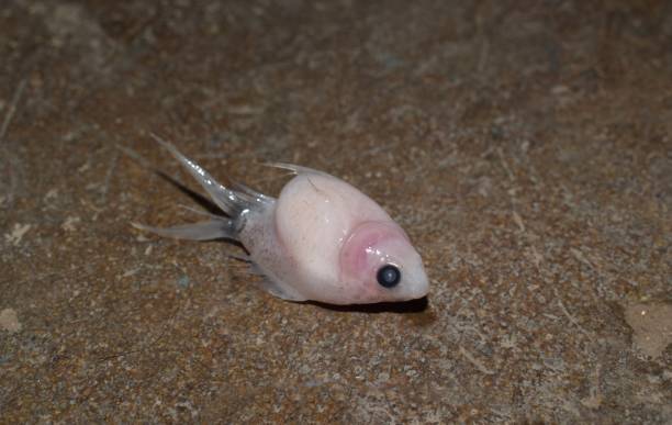 baby pearl scale goldfish died due to swollen abdomen. small aquarium fish dead. - freshwater pearl imagens e fotografias de stock