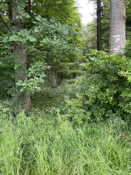 istock Summer in the Forrest Windischhausen, Treuchtlingen, Germany. 1528514281