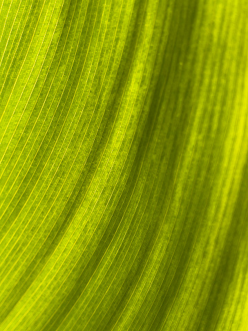 Macrophoto of green leaf.