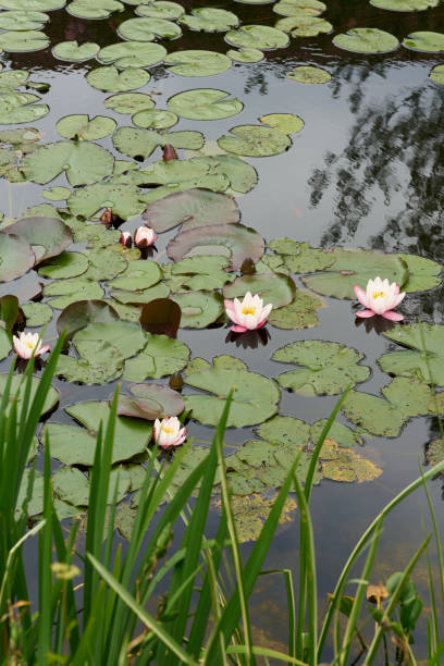 istock romantic pond with blooming water lilies 1528558448