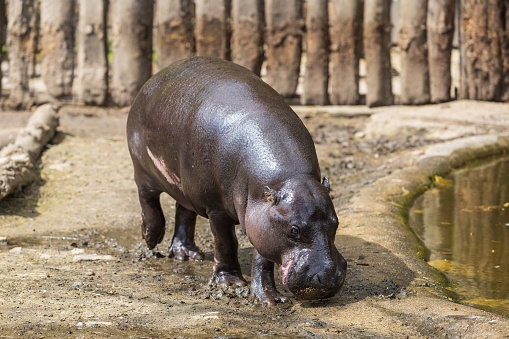 Choeropsis liberiensis - Liberian hippopotamus in a wooden corral in sunny weather.