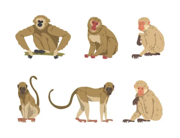 Vector illustration of Monkey as Arboreal Primate and Simian Mammal Vector Set