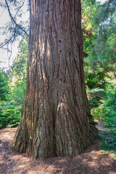tronco enorme di un albero di sequoia gigante - lumber industry timber tree redwood foto e immagini stock