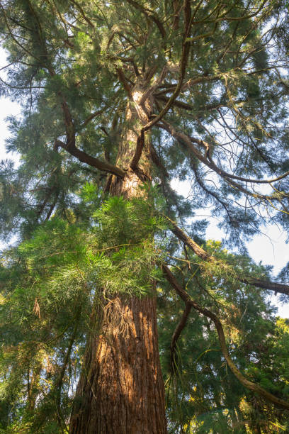 énorme mammouth vu d’en bas - lumber industry timber tree redwood photos et images de collection