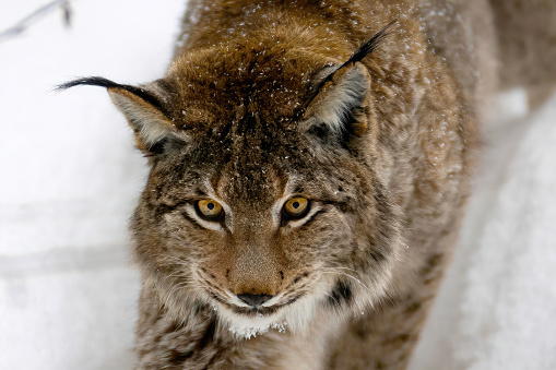 one handsome lynx in snowy winter forest