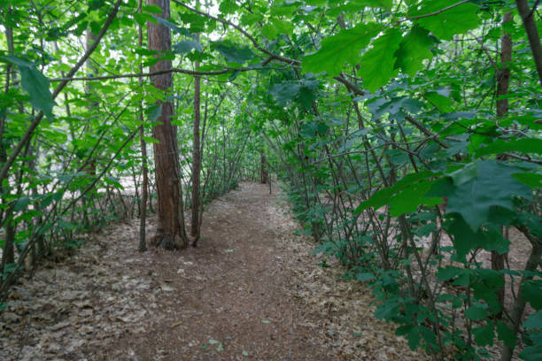 istock forrest in Nuremberg, Germany at summer. 1528601826