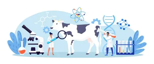 Vector illustration of Biology scientists doing research cow dna. Genetically modified animals. Gene technology. Bioengineering. People doing experiments in lab with animal. Veterinary worker making test and analysis