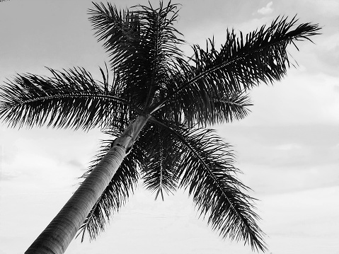 Black and white palm tree leaves against dark natural background. Vertical image.