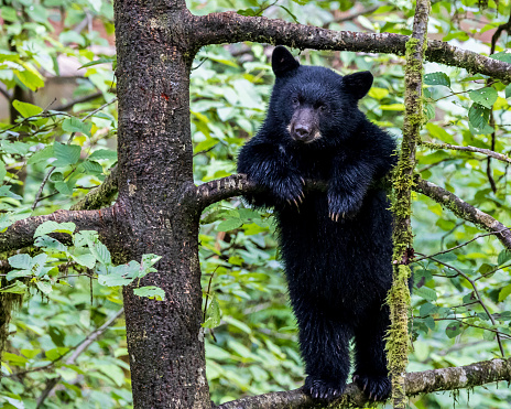 Black bears eating berries and sitting