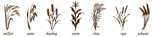 흰색에 시리얼 식물의 sprigs입니다. 기장, 보리, 밀의 무리의 실루엣. 오트밀과 쌀 줄기 아이콘입니다. - barley grass wheat isolated stock illustrations