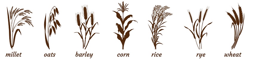 Sprigs of cereal plants on white. Silhouette of bunch of millet, barley and wheat. Oatmeal and rice stalk icon. Elements for the design of packaging of cereals