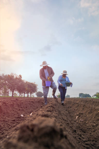 istock Mexican Farmer Devoted to Bean Planting 1528649282
