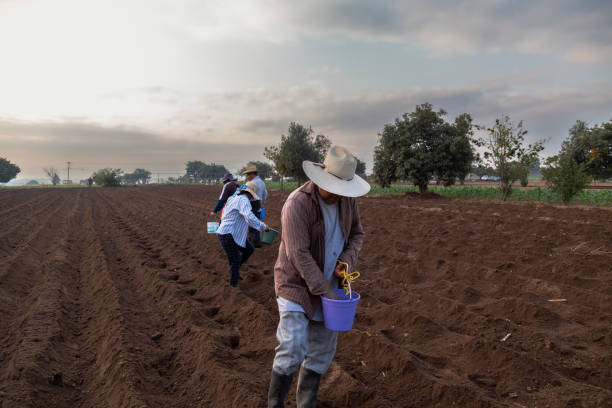 istock Teamwork: Mexican Farmer Collaborating on Bean Planting 1528650815