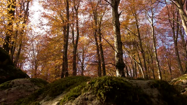 Vetusta beech forest of Cimino mount in autumn. Foliage in Lazio,  Italy