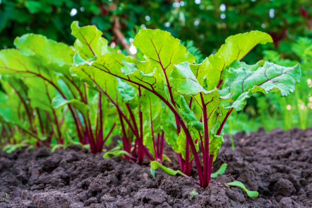 istock Young fresh beet leaves. Beetroot plants in a row from a close distance 1528670538