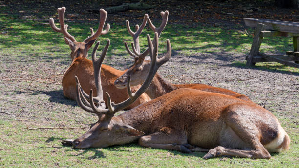 istock Deer in the meadow on a hot day. 1528685605