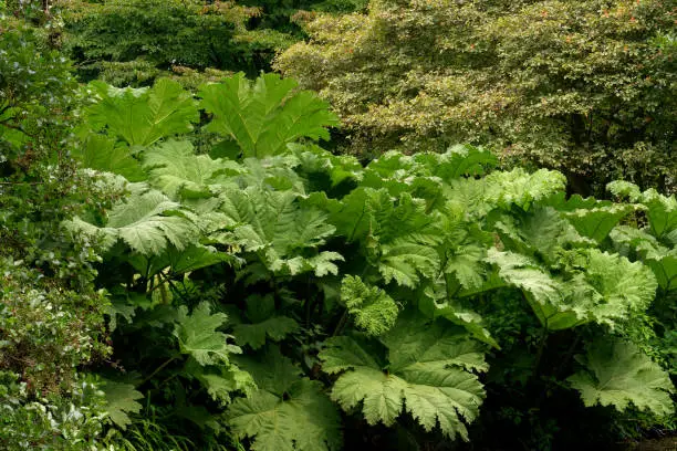 Coastline of a small pond. The hot climate and humid environment affected the growth of the gunnera manicata. Compared to previous years, it is much higher. Climate is changing. Netherlands.