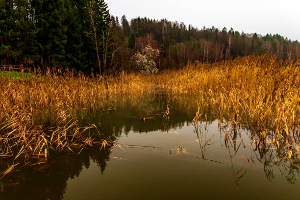 Calm lake with reed grass and trees