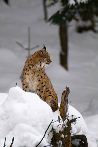 istock Lynx  in the snow at natural bayerischer wald - germany 1528716931