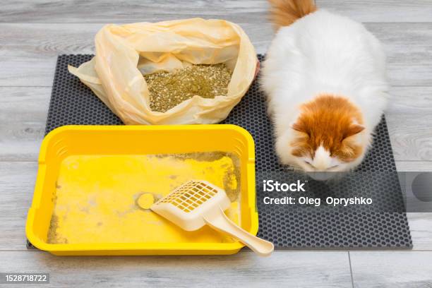 Replacing Dry Litter In A Cat Litter Box Stock Photo Download Image Replacing Dry Litter In A Cat Litter Box Stock Photo Download Image