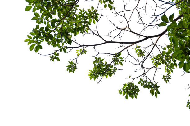 istock Green leaves isolated on white background. 1528720582