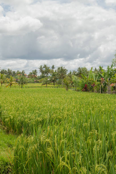 istock Rice fields in countryside, Ubud, Bali, Indonesia, green grass, cloudy sky 1528721606