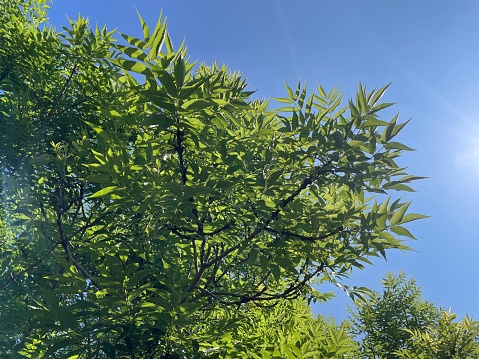 The branches, twigs & leaves of a common ash (Fraxinus excelsior) in June