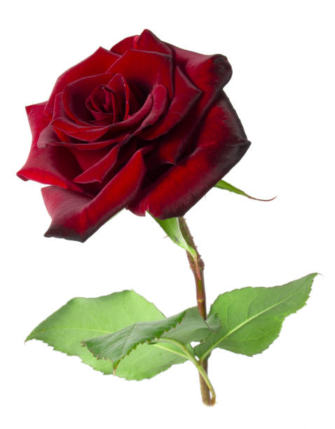 istock Red rose isolated on white background. Fresh beautiful flower. 1528768406