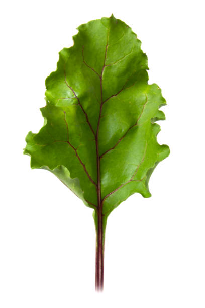 Beetroot leaf isolated on white background.