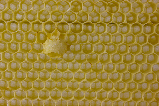 Honeycombs and core for bee queen.