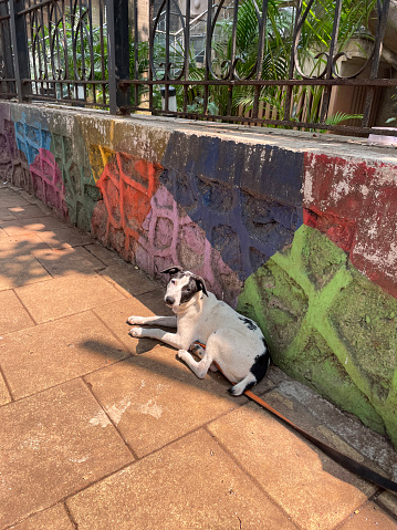 Stock photo showing close-up view of green, yellow, orange, pink, purple and red painted, textured wall with under nourished feral street dog trying to keep out of the heat of the day near Mumbai public park.