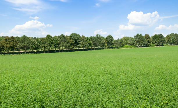 un campo verde di erba medica e un cielo blu. - clover field blue crop foto e immagini stock