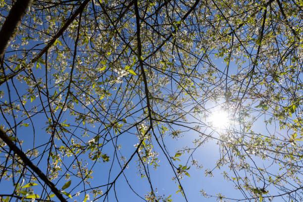 istock the first foliage on a cherry blossoming with white flowers in spring 1528786231
